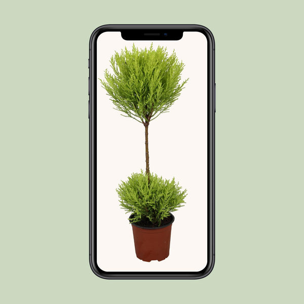 Zitronenzypresse ‚Goldcrest Wilma' – Cupressus macrocarpa – Ansicht 4