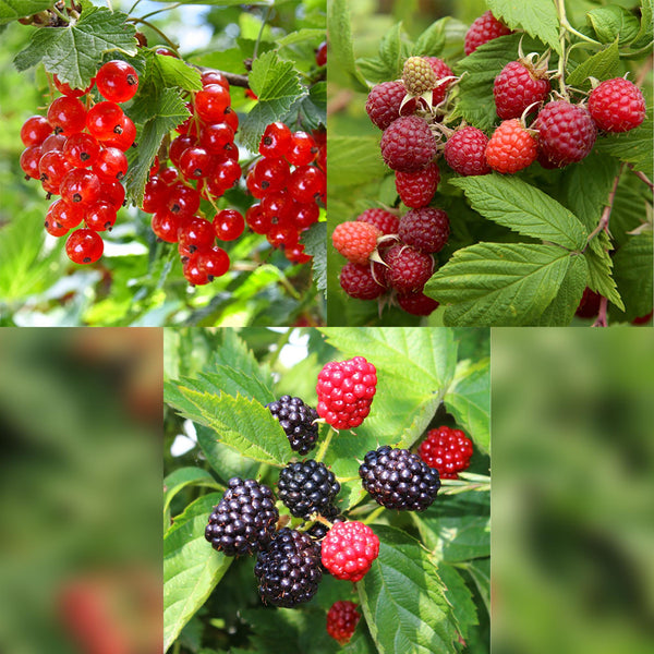 Obst-Set „Beerenmix" – Johannisbeere, Himbeere, Brombeere – Ansicht 4