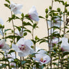 Garteneibisch Stämmchen ‚Starburst Chiffon' – Hibiscus syriacus – Ansicht 5