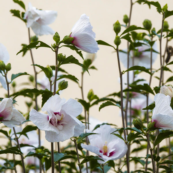 Garteneibisch Stämmchen ‚Starburst Chiffon' – Hibiscus syriacus – Ansicht 5