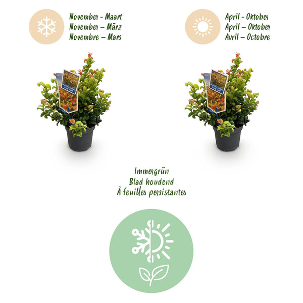 Traubenheide ‚Curly Gold' – Leucothoe fontanesiana – Ansicht 9