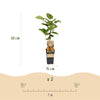 Kiwi ‚Hayward' – Actinidia deliciosa – Ansicht 3