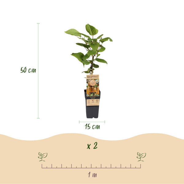 Kiwi ‚Hayward' – Actinidia deliciosa – Ansicht 3