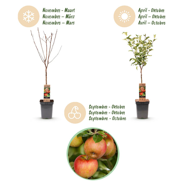 Apfelbaum ‚Elstar' – Malus domestica – Ansicht 4