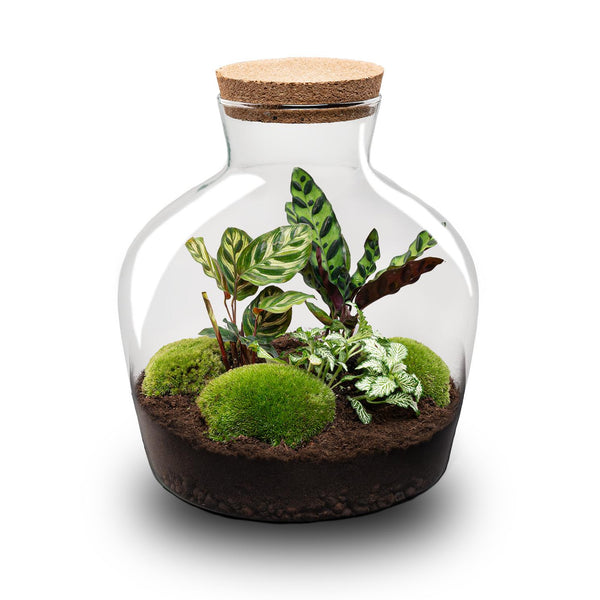 Flaschengarten-Set „Fat Joe" – DIY-Terrarium mit Licht – Ansicht 5