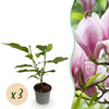 Magnolie ‚George Henry Kern' – Magnolia