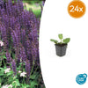 Steppensalbei ‚Mainacht' – Salvia nemorosa