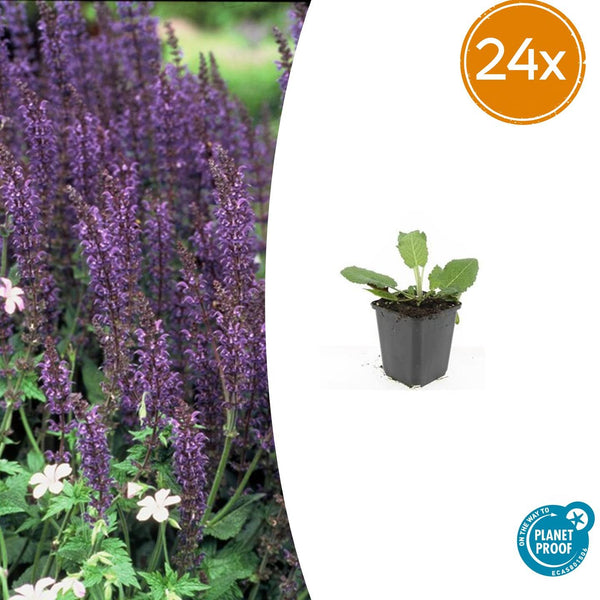 Steppensalbei ‚Mainacht' – Salvia nemorosa