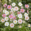 Herbst-Anemone Tricolour – Anemone hupehensis – Ansicht 5