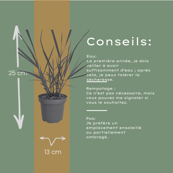 Rutenhirse ‚Rotstrahlbusch' – Panicum virgatum – Ansicht 5
