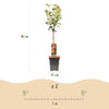 Apfelbaum ‚Jonagold' – Malus domestica – Ansicht 3