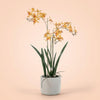 Kunstpflanze Renanthera-Orchidee im Topf – Ansicht 6