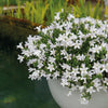 Glockenblume ‚Addenda Ambella' – Campanula – Ansicht 5