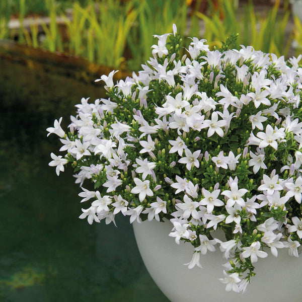 Glockenblume ‚Addenda Ambella' – Campanula – Ansicht 5