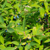Maibeere ‚Kamchatika' – Lonicera caerulea – Ansicht 6