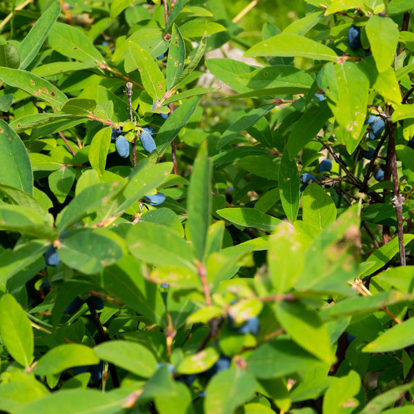 Maibeere ‚Kamchatika' – Lonicera caerulea – Ansicht 6