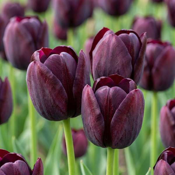 Triumph-Tulpe – Tulipa