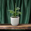 Banane ‚Tropicana' – Musa – Ansicht 3