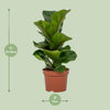 Geigenfeige – Ficus lyrata – Ansicht 2