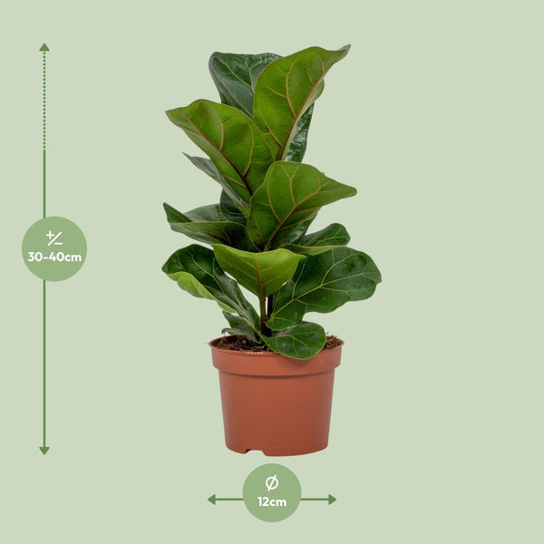 Geigenfeige – Ficus lyrata – Ansicht 2