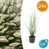 Lampenputzergras ‚Hameln' – Pennisetum alopecuroides