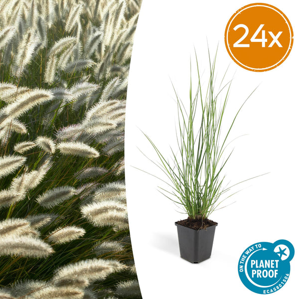 Lampenputzergras ‚Hameln' – Pennisetum alopecuroides