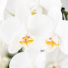 Schmetterlingsorchidee ‚Niagara Fall White' – Phalaenopsis – Ansicht 9