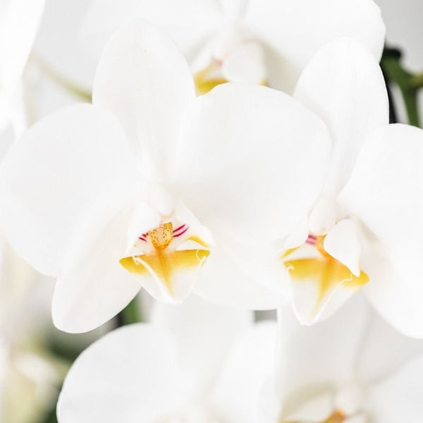 Schmetterlingsorchidee ‚Niagara Fall White' – Phalaenopsis – Ansicht 9