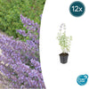 Katzenminze ‚Walker's Low' – Nepeta × faassenii