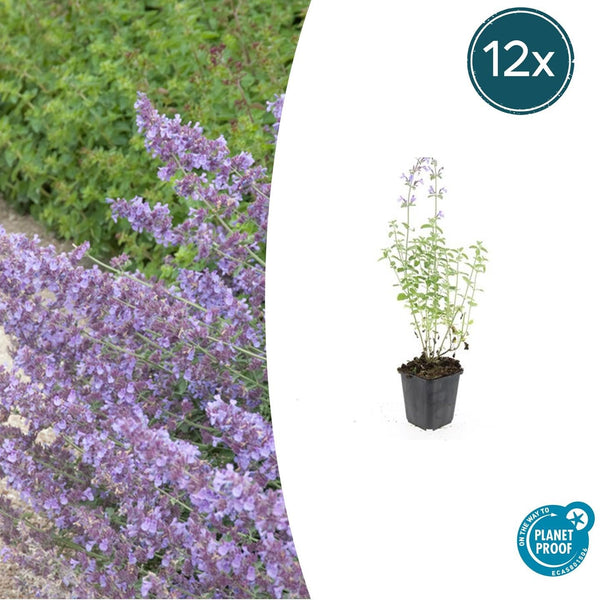 Katzenminze ‚Walker's Low' – Nepeta × faassenii