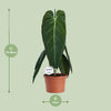 Philodendron melanochrysum – Ansicht 2