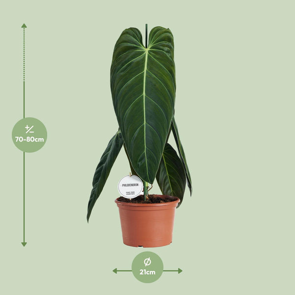 Philodendron melanochrysum – Ansicht 2