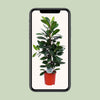 Ficus cyathistipula – Ansicht 4