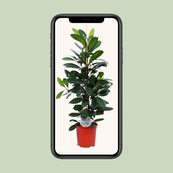 Ficus cyathistipula – Ansicht 4