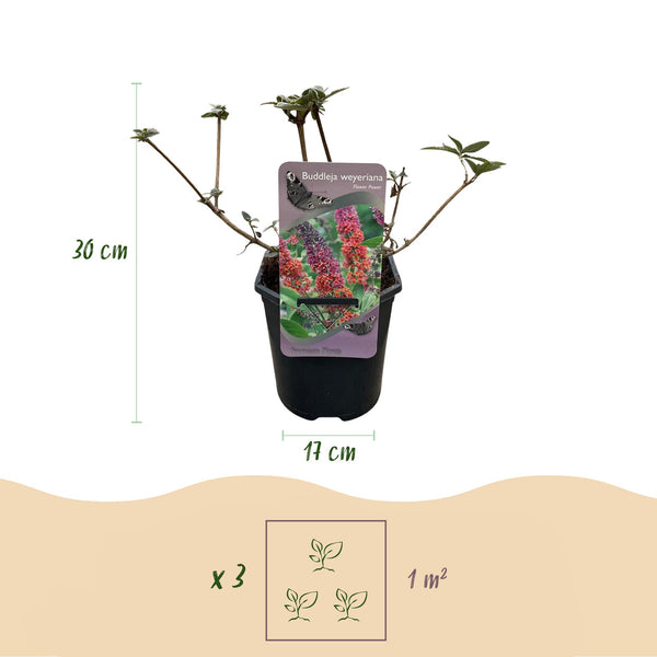 Schmetterlingsstrauch ‚Flower Power' – Buddleja davidii – Ansicht 3