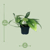 Efeutute ‚Cebu Blue' – Epipremnum pinnatum – Ansicht 2