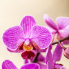 Schmetterlingsorchidee ‚Mineral Vienna' – Phalaenopsis – Ansicht 3
