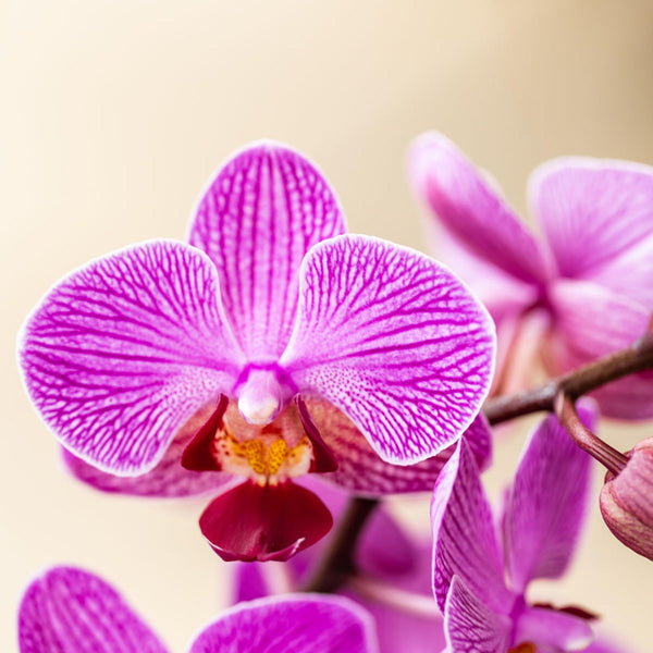 Schmetterlingsorchidee ‚Mineral Vienna' – Phalaenopsis – Ansicht 3