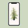 Birkenfeige ‚Twilight' – Ficus benjamina – Ansicht 4
