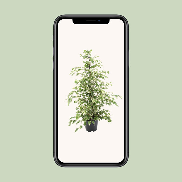 Birkenfeige ‚Twilight' – Ficus benjamina – Ansicht 4
