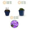 Polster-Glockenblume – Campanula portenschlagiana – Ansicht 4