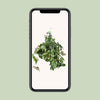 Königswein ‚Ellen Danica' – Cissus rhombifolia – Ansicht 4