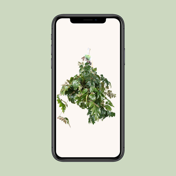 Königswein ‚Ellen Danica' – Cissus rhombifolia – Ansicht 4