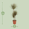 Drachenbaum ‚Bicolor' – Dracaena marginata – Ansicht 2