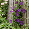 Waldrebe ‚Étoile Violette' – Clematis viticella – Ansicht 4