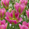 Tulpe ‚Strawberry Lemonade' – Tulipa