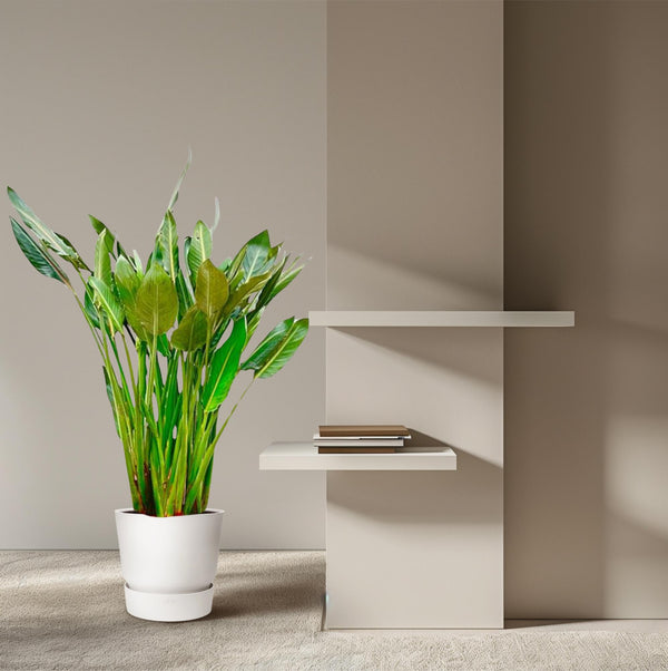 Paradiesvogelblume – Strelitzia reginae – Ansicht 6