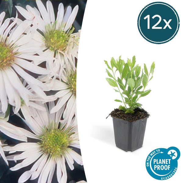 Ageratum-Aster ‚Ashvi' – Aster ageratoides