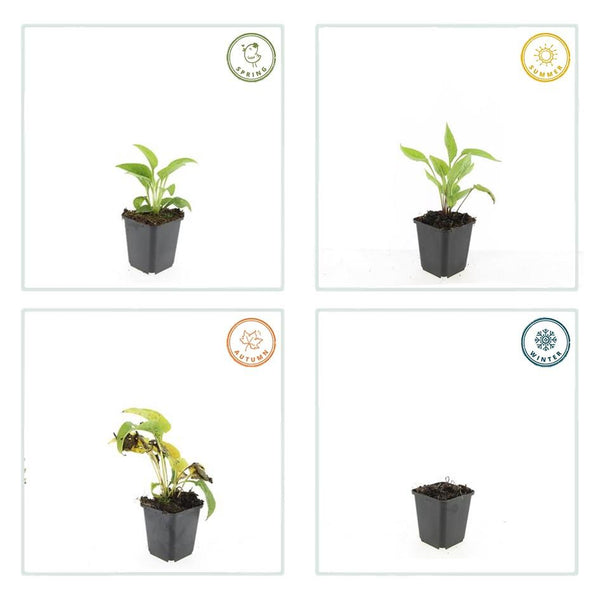 Weißer Sonnenhut ‚White Swan' – Echinacea purpurea – Ansicht 4