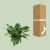 Flamingoblume ‚Jungle Bush' – Anthurium – Ansicht 3